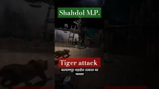 Shahdol me tiger ka aatank