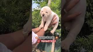 Show Quality Labrodar Puppy in