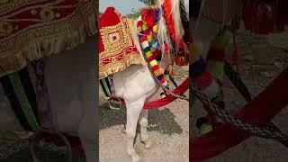 ओम अश्वालय #new horse खांडगाव रोड ज्ञानदेव मंगल कार्यालय लातूर# om horse lover