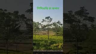 শিলিগুড়ি চা বাগান