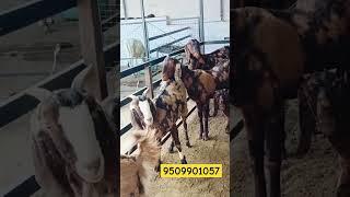 ₹7500 सिरोही और गुजरी बकरियां/#How to #start #goat #farming AskGoatFarmPvtLtdRajasthan