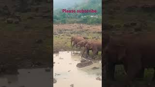 Wildlife elephants at parvathipuram manyam bhamini