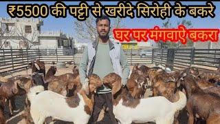 ₹5500 की पट्टी से सिरोही के बकरे (india's largest goat farming sirohi mail)