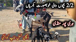 Beautiful Milking Goats For Sale On Haripur Maweshi Mandi By My Life Channel