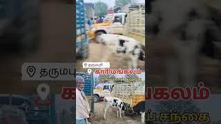 இரண்டு 50000 விலை #cow வளர்ப்பு கன்று குட்டிகள் விற்பனை காரிமங்கலம் சந்தை தருமபுரி மாவட்டம் HF cow