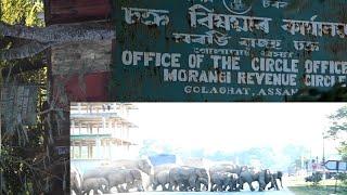 Herd of wild elephants entered the Morongi Revenue Circle office in Golaghat district in the morning