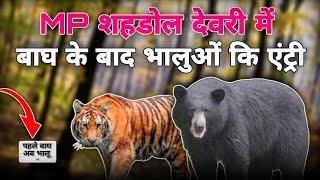 MP शहडोल के ग्राम देवरी में बाघों के बाद भालुओं की एंट्री 😱 शहडोल में पहले बाघ अब भालू Tiger & Bear