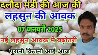 दलौदा मंडी आज की लहसुन की आवक 07 जनवरी 2025 |garlic arrival todar daloda Mandi