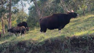 Bandipur , Gudalur, Nilgiri forest