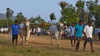 🔥❤️ కలసపాడు గ్రామం 6పళ్ళు విభాగం 15వ జత...🐂🐂