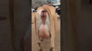 जर्सी गाय जमुई मंगला मंडी बिहार में/Jersey cow