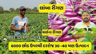 લાંબા રીગણની ખેતી 704 (ચાઈના)#brinjalfarming||કૃષિકાર એગ્રો , વ્યારા