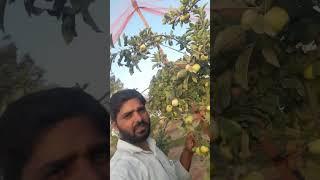 apple gardening haryana charkhi dadri kanhda