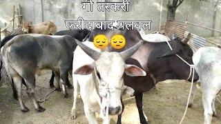 फरीदाबाद पलवल मै गो पकड्डी पकड़ि गई 😔😔