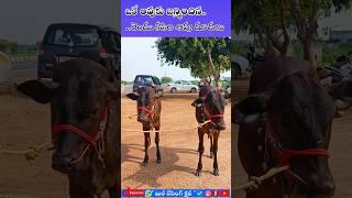 7569811174 కపిల ఆవు దూడలు,కావాలంటే సంప్రదించండి.దువ్వూరు,కడప జిల్లా