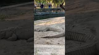 Kanpur Chidiyaghar Crocodile || Kanpur Zoologycal Park 🏞️