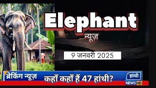 "जशपुर में हाथियों का विचरण: 9 जनवरी 2025 की ताजा अपडेट | एलीफैंट न्यूज़"ElephantNews-md