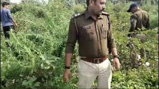 मनावर।पुलिस ने अवेध गांजे के पौधे किए जप्त कार्यवाही(2)