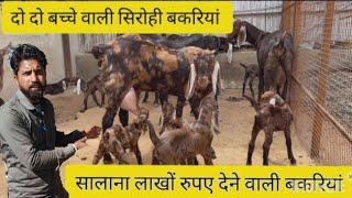 ₹,12000 !! दो दो बच्चे वाली सिरोही बकरियों how to start goat farming India,s largest goat farming