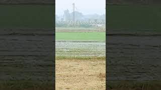 गोरखपुर में बारिश की मस्ती