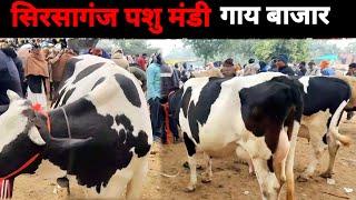 सिरसागंज पशु मंडी 13 जनवरी 2025 | गाय बाजार | Sirsaganj pashu mela Cow haat | Pashu Mandi