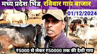 मध्य प्रदेश भिंड पशु मेला | Madhya Pradesh Bhind Pashu mela | रविवार गाय का बाजार | Pashu Mandi