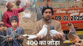 नौगावां सादात कबूतर मण्डी जिला अमरोहा उत्तर प्रदेश। 09-01-2025. Nougawan sadat kabootar market