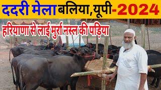 ददरी मेला बलिया में आई हरियाणा की पड़िया/dadari mela 2024/dadari mela ballia up/pashu mela ballia ||