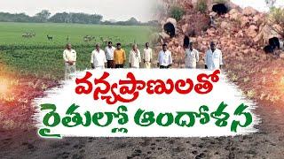 వన్య ప్రాణుల సంచారంతో స్థానికుల్లో ఆందోళన | Locals Worried Movement of Wild Animals | Anantapur Dist