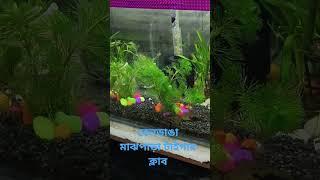 #বেলডাঙা মাঝপাড়া টাইগার ক্লাব মুর্শিদাবাদ