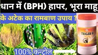 धान में (BPH) हापर , भूरा माहू ,के अटेक का रामबाण उपाय । Dhan ki kheti  Desi Kisan Agro Farm