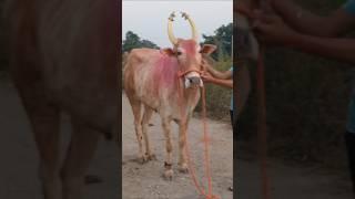 सहा दात कामाची मारण्याची ग्यारंटी फुल माप 7498037900 पाथर्डी जि-अहमदनगर #खिल्लार बैल खरेदी विक्री