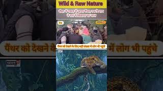 दौसा में पकड़ में आया पैंथर 🐆, वन विभाग ने रात में बिछाया था जाल🪢