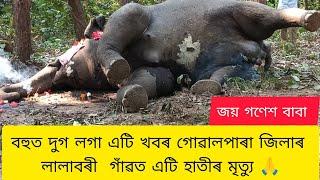 Assamese News || এটি হাতীৰ মৃত্যু || দুখৰ খবৰ 😭 || গোৱালপাৰা জিলাৰ লালাবৰী গাঁৱৰ বৰজুলিত মৃত্যু হয়