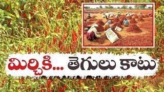 మిర్చి రైతుకు నష్టాల ఘాటు | Chilli Farmers Suffer Losses | Kurnool District