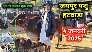 4 जनवरी 2025 सस्ती गाय खरीदे | Jaipur pashu mandi | jaipur Cow mandi | pashu jaipur hatwada