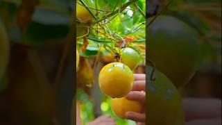 Passion Fruit Picking & Cutting Process 💚