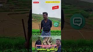 கொடைக்கானல் மலை பூண்டு | Kodaikanal malai poondu மலைப்பூண்டு - health benefits | Kodaikanal Garl