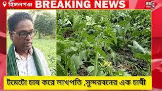 শীতকালীন টমেটো চাষে দুমাসে লাখপতি, উত্তর ২৪ পরগনার প্রত্যন্ত সুন্দরবন এলাকায় ।