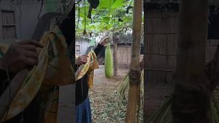 Woman cutting pumpkin