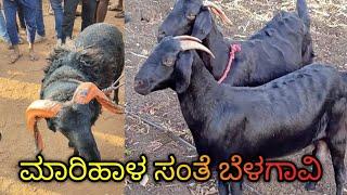 marihal Goat market in Karnataka cheep livestock market in belagavi