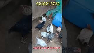 प्योर देसी मुर्गी के चूजे बहरोड़ अलवर राजस्थान 9210215738
