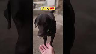 हमारा युरो जलजीरा मांग रहा है #labradog #labradoglove #शीलाखतरी सोनीपत (9728983906)