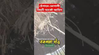 ভোগালী বিহু #assamesevideo #assam #bihu #maghbihu #বিহু বৰশলা সৰ্থেবাৰী