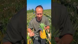 Juicy Fresh Pineapple Cutting Is Very Unique And Attractive