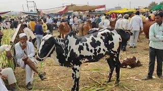 परभणी जिल्ह्यातला गंगाखेड गाय बाजार शनिवार देवनी, लाल कंधार, गावरान गाईंचा बाजार मराठवाडा बैल बाजार