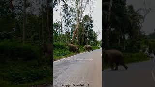 ಸಿದ್ದಾಪುರ ವಿರಾಜಪೇಟೆ #elephant #wild elephant