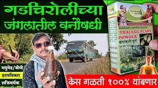 गडचिरोलीच्या जंगलातील वनौषधी | Gadchiroli Forest Medicine | Aurveda | Shivar Business