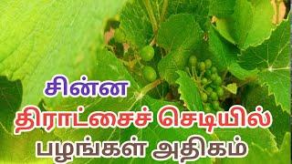 சின்ன திராட்சைச் செடியில் பழங்கள் அதிகம்/