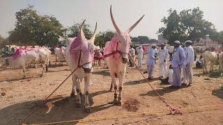 पाथर्डी बैल बाजार 8 जानेवारी / बैल बाजार पाथर्डी / पाथर्डी चा बाजार